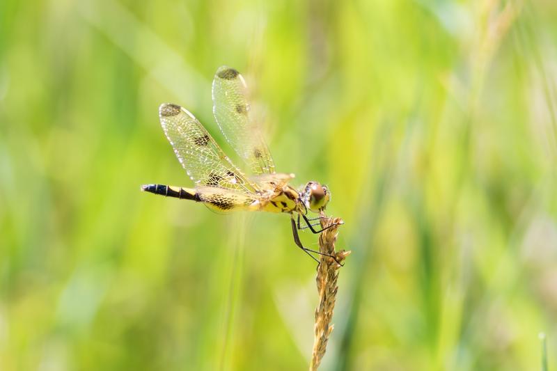 Photo of Calico Pennant
