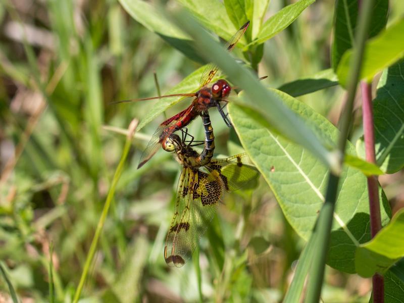 Photo of Calico Pennant