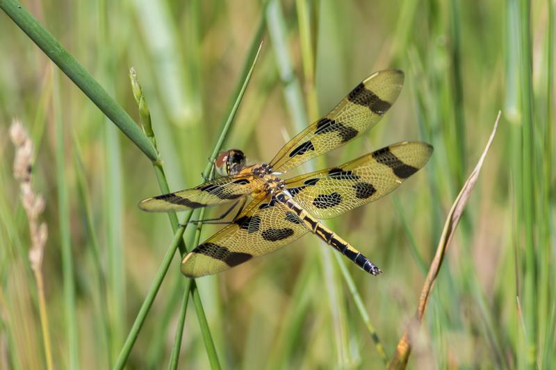 Photo of Halloween Pennant
