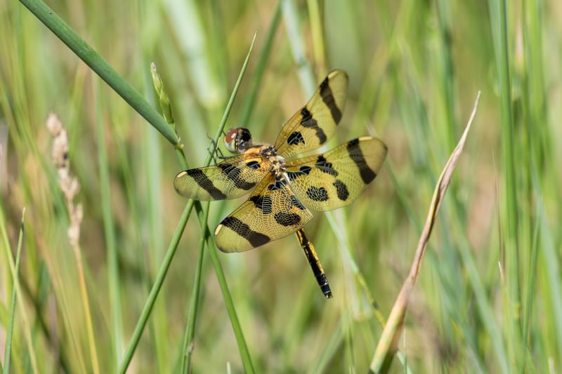 Photo of Halloween Pennant