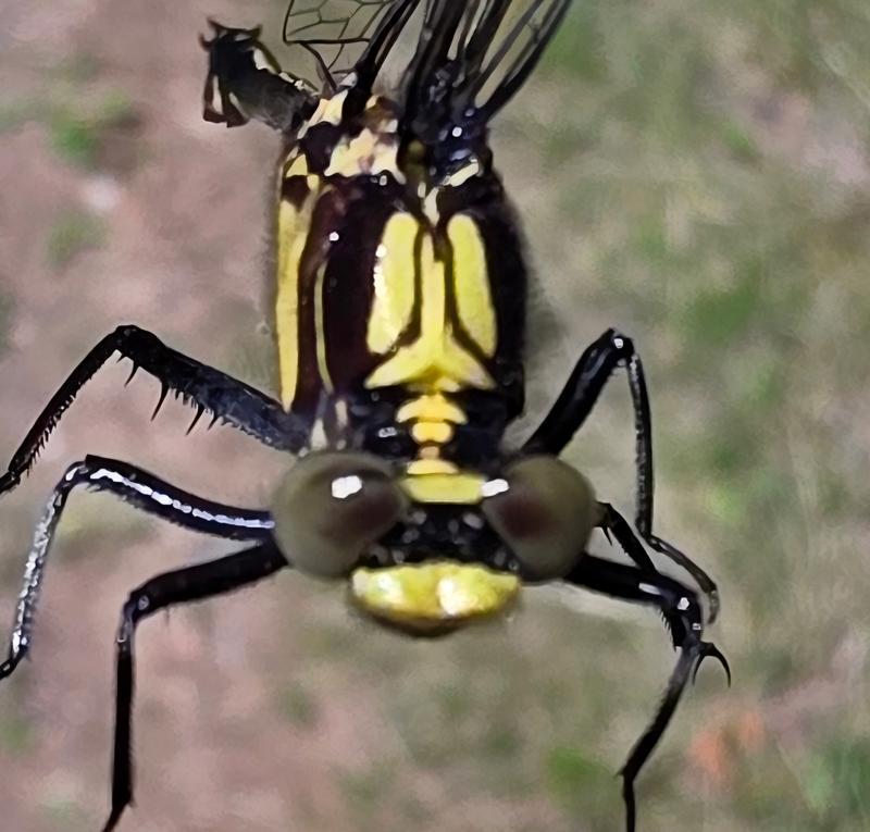 Photo of Black-shouldered Spinyleg
