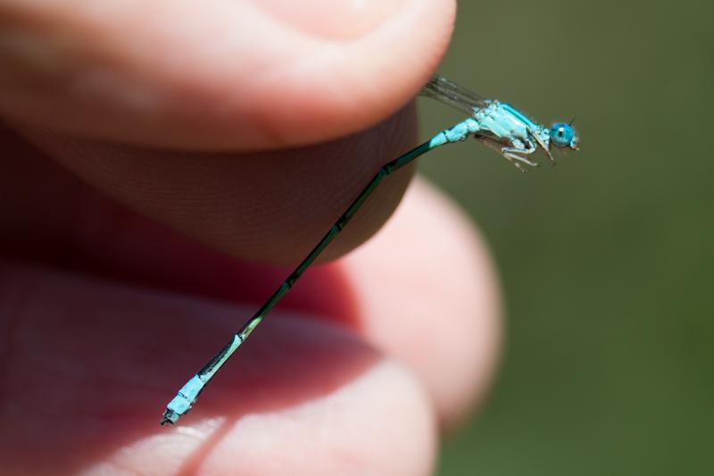Photo of Slender Bluet