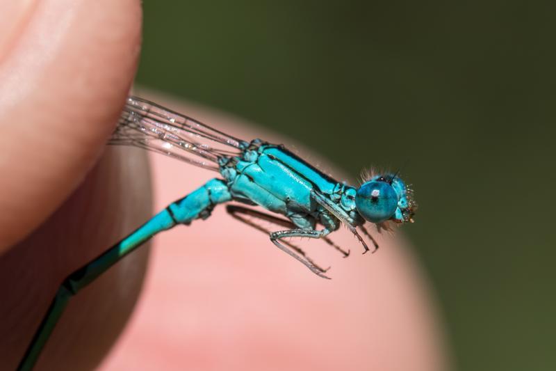 Photo of Slender Bluet