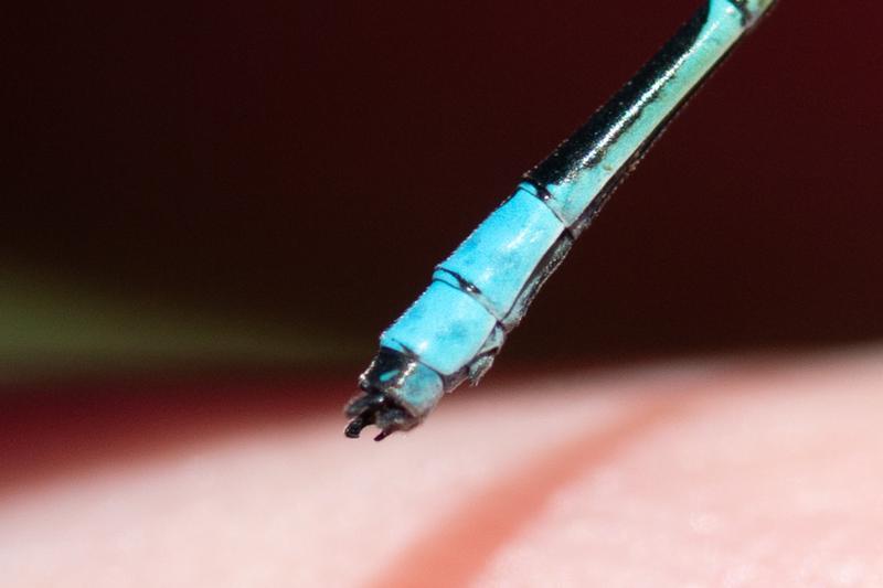 Photo of Slender Bluet