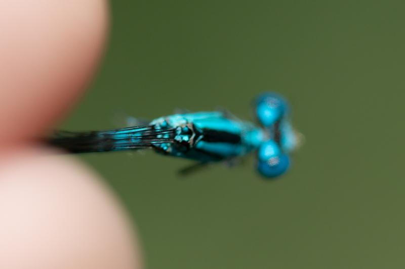Photo of Slender Bluet