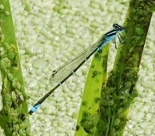 Photo of Stream Bluet
