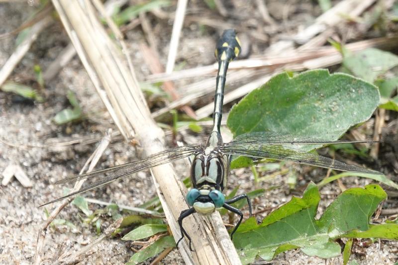 Photo of Midland Clubtail