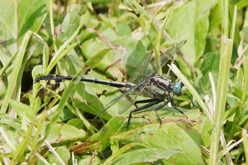 Photo of Midland Clubtail