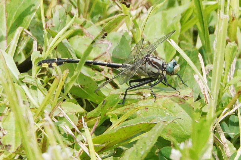 Photo of Midland Clubtail