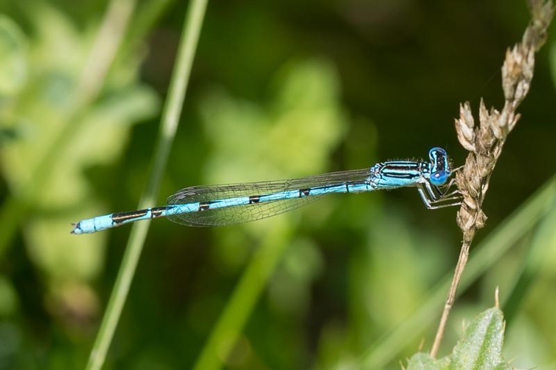 Photo of Double-striped Bluet