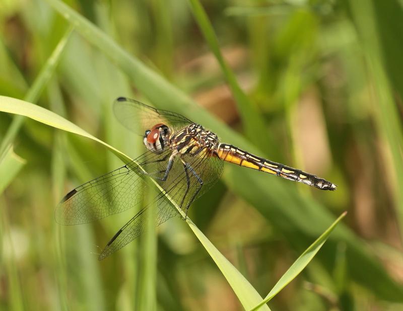 Photo of Blue Dasher
