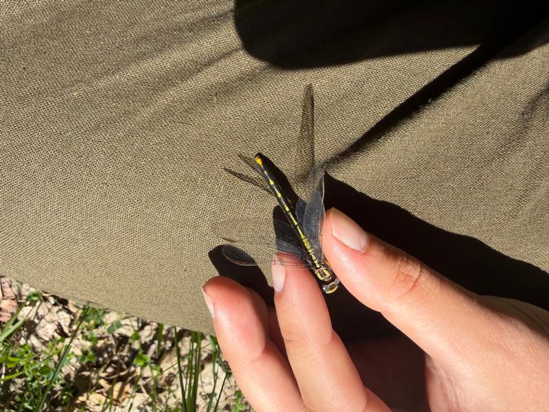 Photo of Lancet Clubtail