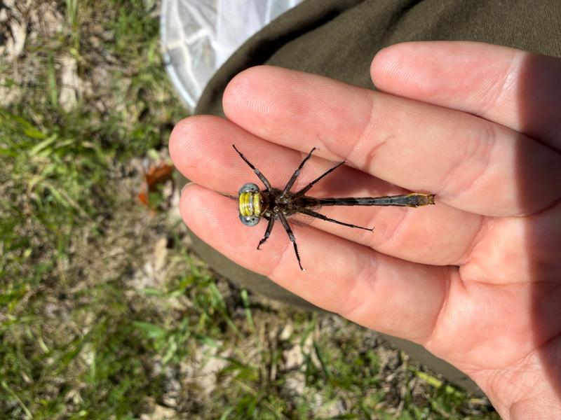 Photo of Lancet Clubtail