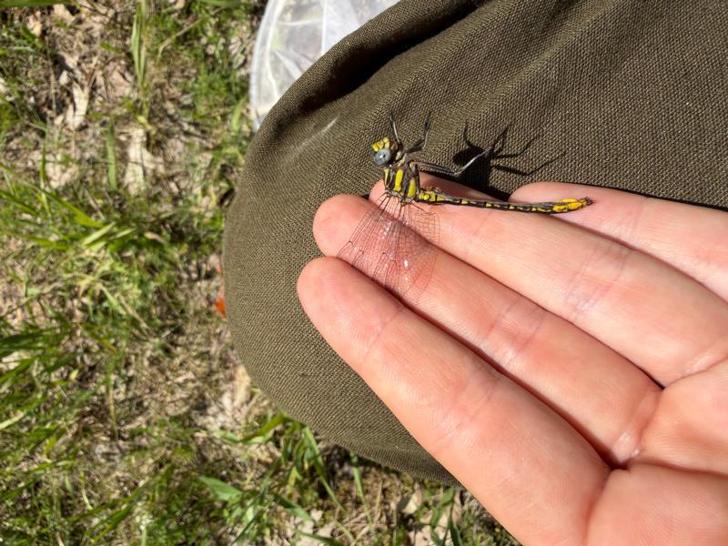 Photo of Lancet Clubtail