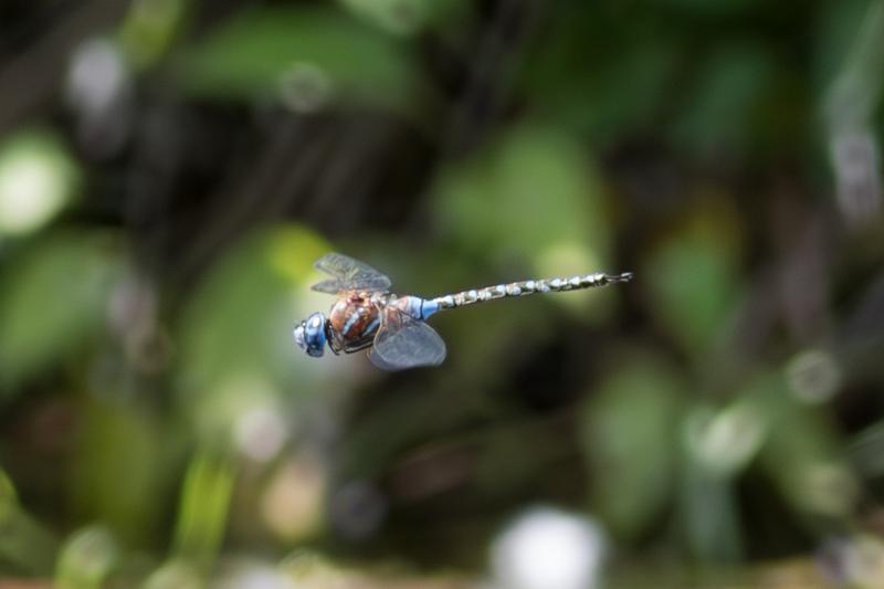 Photo of Blue-eyed Darner