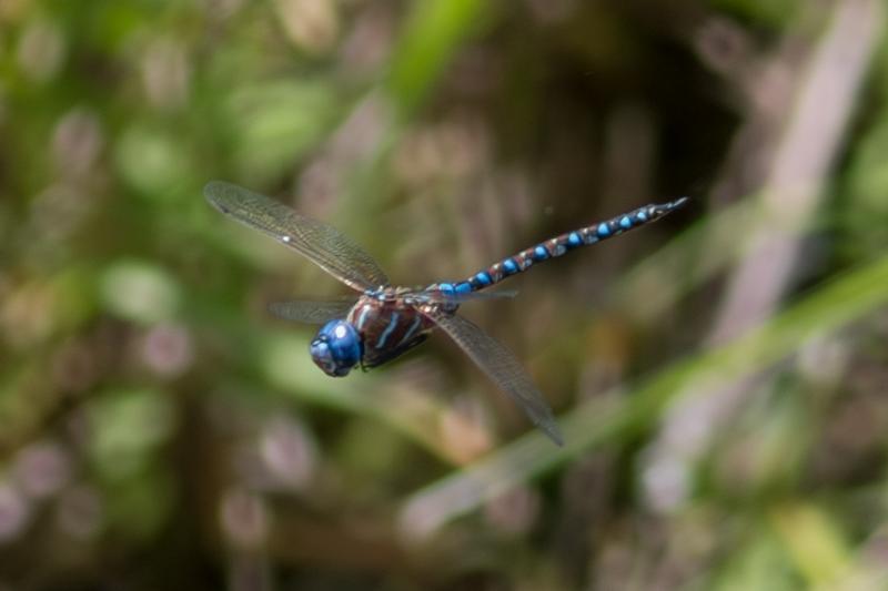 Photo of Blue-eyed Darner