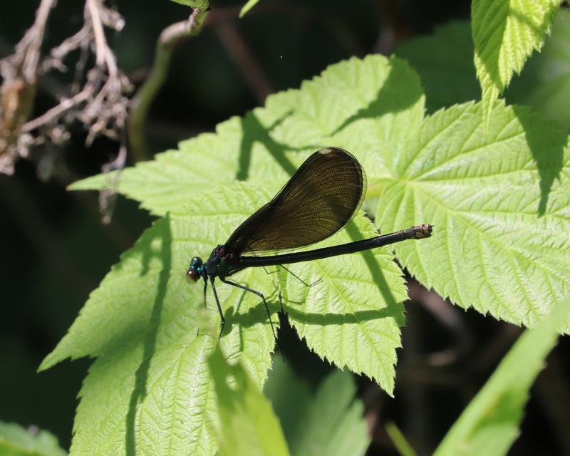 Photo of Ebony Jewelwing