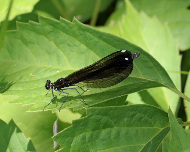 Photo of Ebony Jewelwing