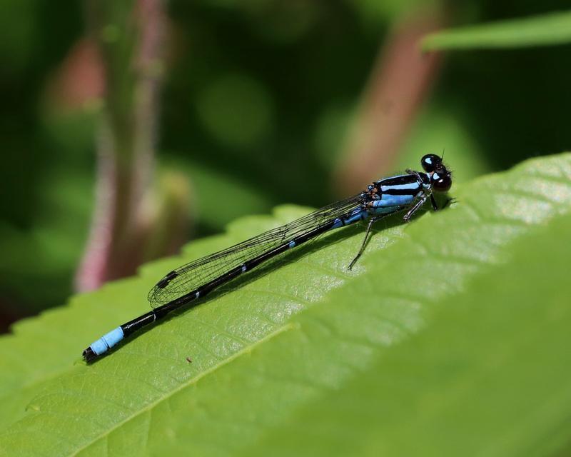 Photo of Stream Bluet