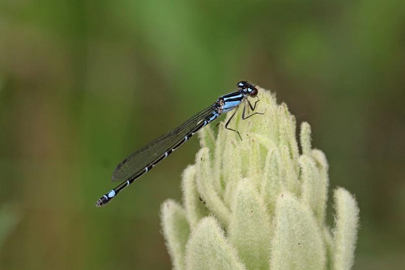 Photo of Skimming Bluet
