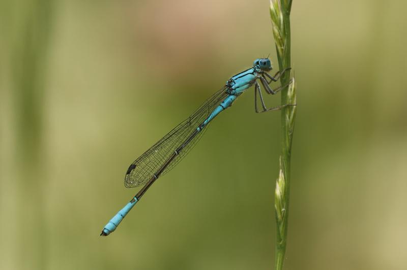 Photo of Azure Bluet