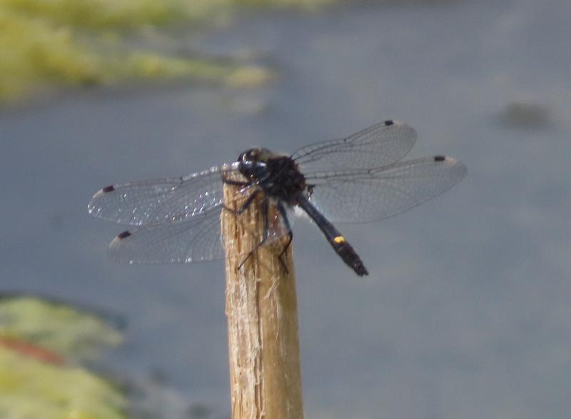 Photo of Dot-tailed Whiteface