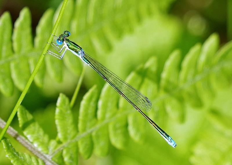 Photo of Sedge Sprite