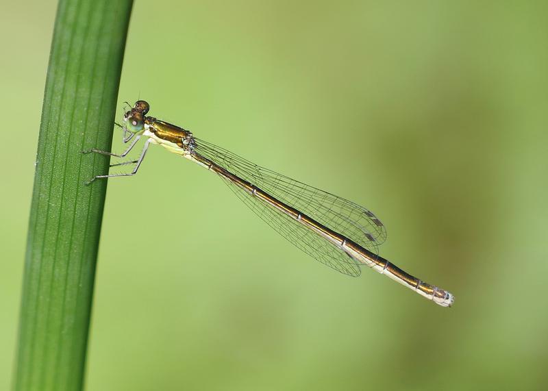Photo of Sedge Sprite