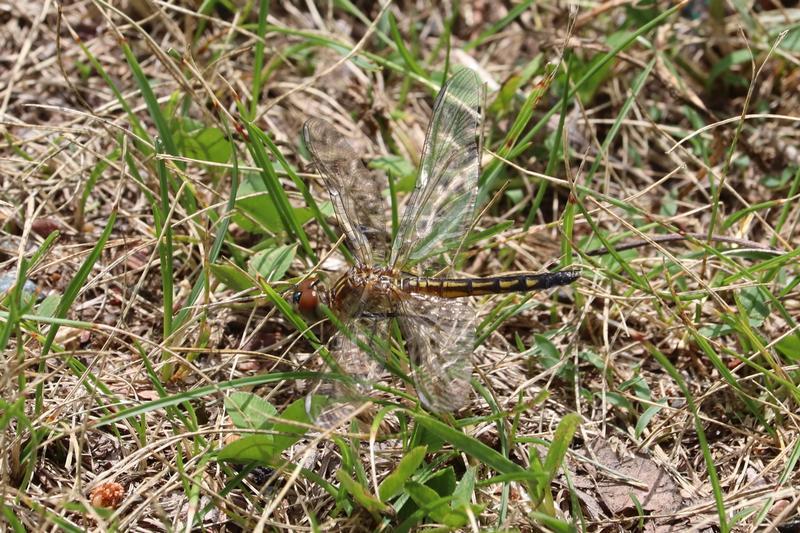Photo of Blue Dasher