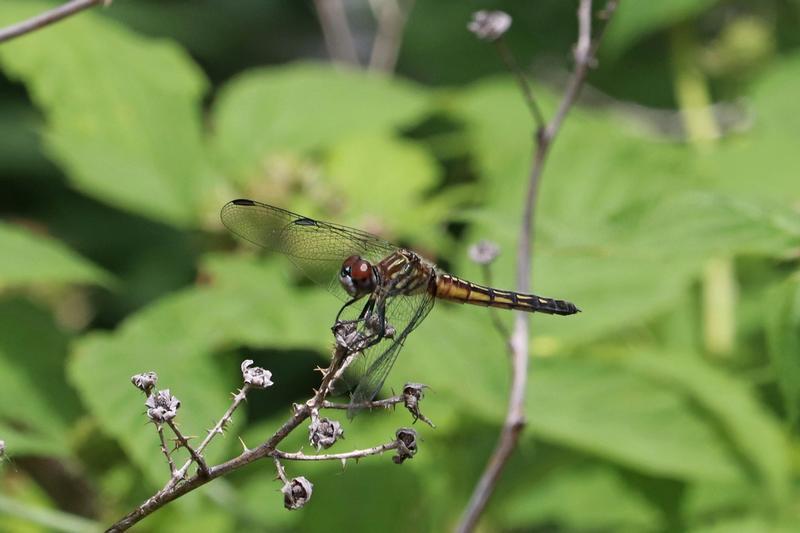 Photo of Blue Dasher