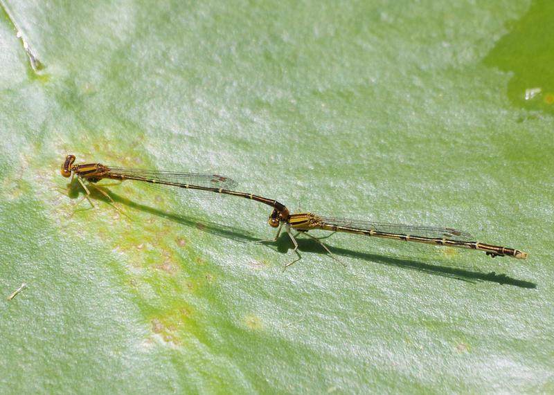 Photo of Orange Bluet