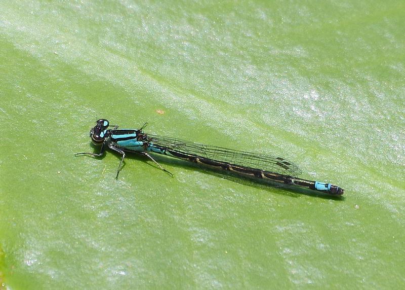 Photo of Skimming Bluet