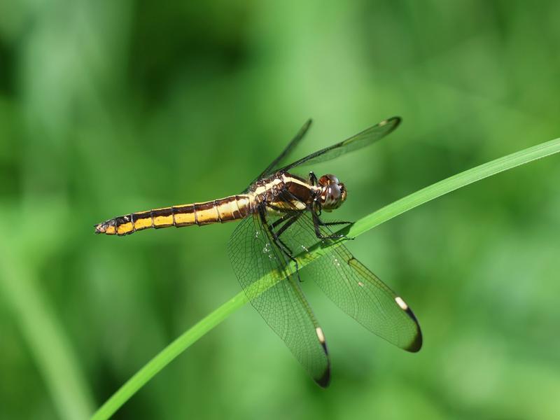 Photo of Spangled Skimmer