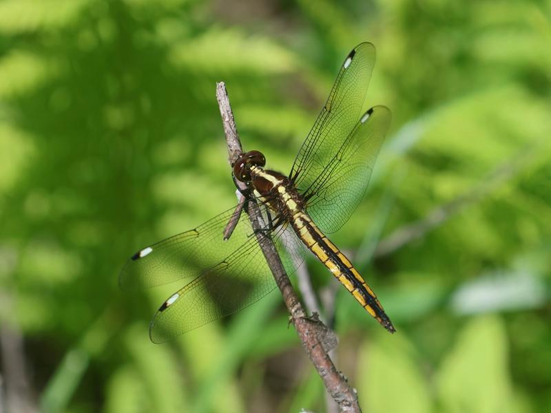Photo of Spangled Skimmer