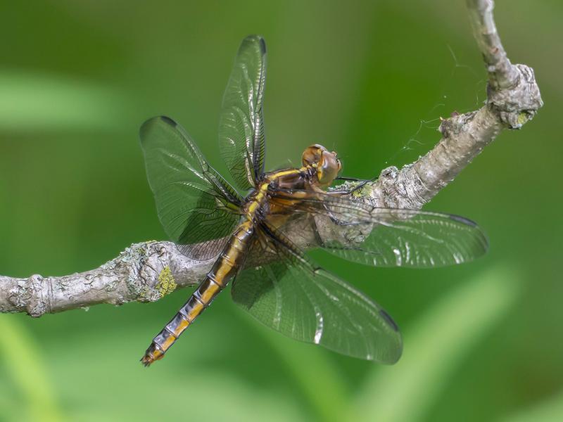 Photo of Widow Skimmer