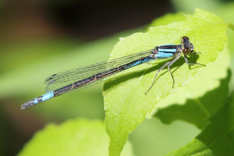 Photo of Azure Bluet
