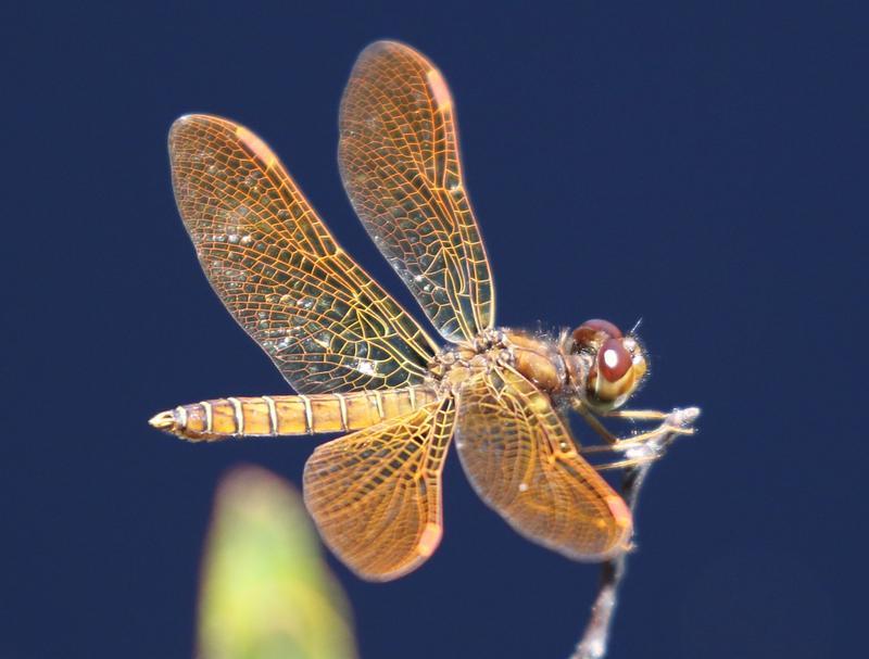 Photo of Eastern Amberwing