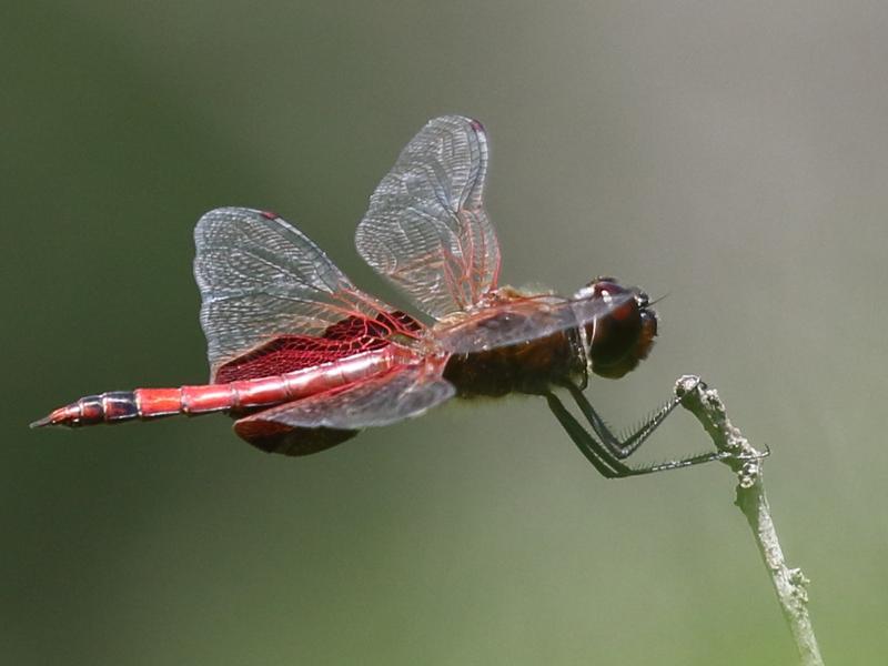 Photo of Carolina Saddlebags