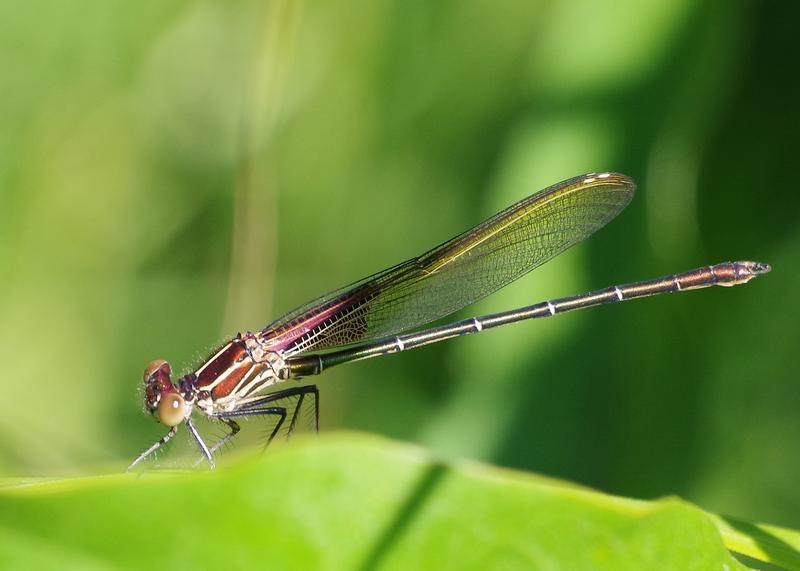Photo of American Rubyspot