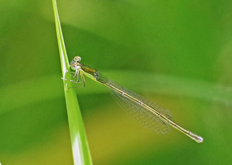Photo of Sedge Sprite