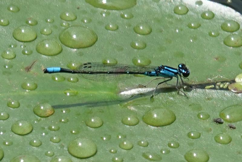 Photo of Skimming Bluet