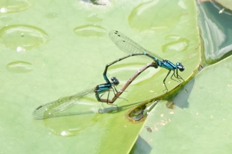 Photo of Skimming Bluet