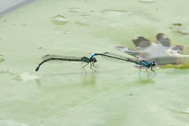 Photo of Skimming Bluet