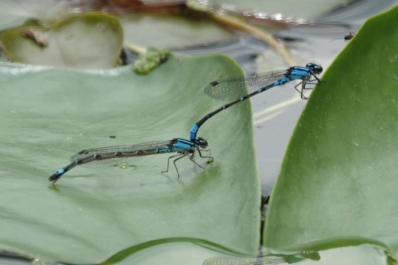 Photo of Skimming Bluet