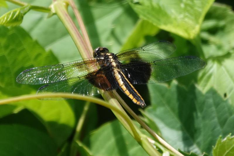 Photo of Widow Skimmer