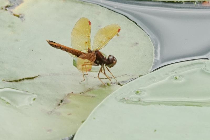Photo of Eastern Amberwing