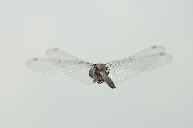 Photo of Black Saddlebags