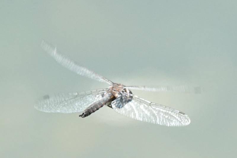 Photo of Black Saddlebags