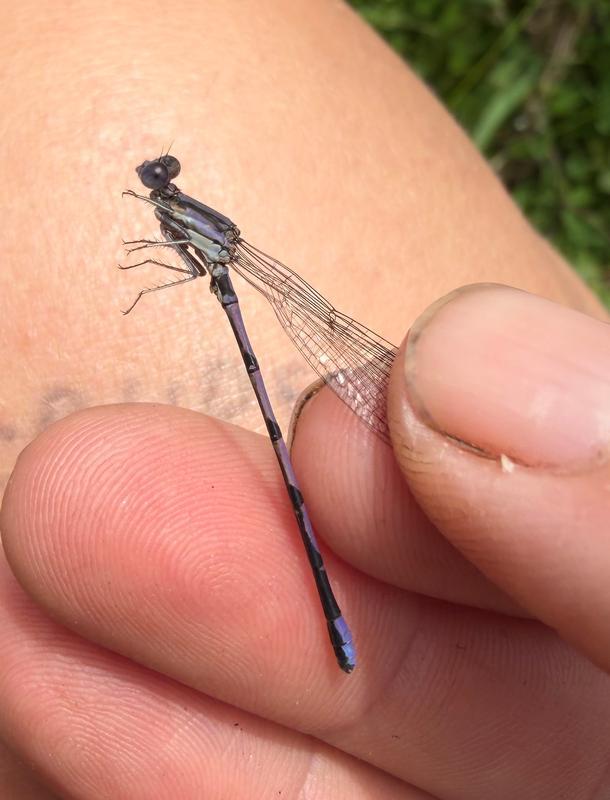 Photo of Variable Dancer (Violet Dancer ssp.)