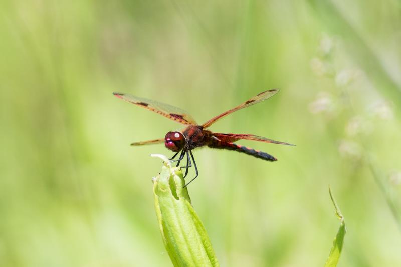 Photo of Calico Pennant